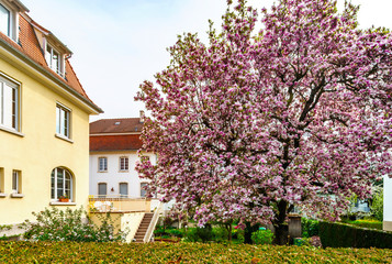 Classic french house in residential district of Strasbourg, blossom spring time, flowering and gardening.