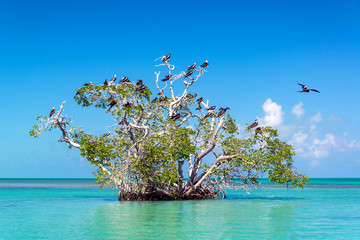 Mangrove Tree and Frigatebirds - obrazy, fototapety, plakaty