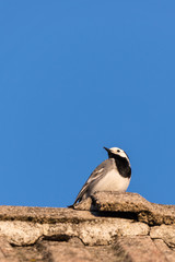 Nice portrait of wagtail bird