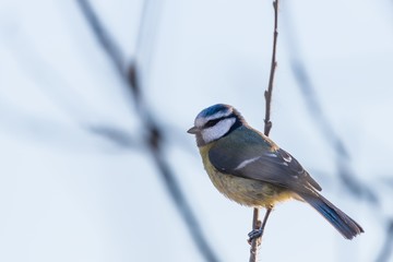 Portrait of nice small blue tit bird which sits on branch