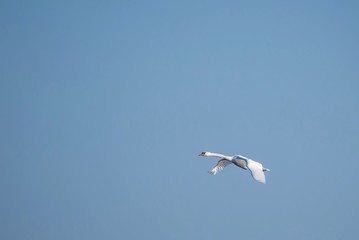 Single swan flies with clear sky in background