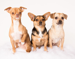 Three Chihuahuas