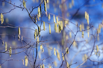 Spring branch with earrings in spring sunny day. Tree branch in forest with hanging earrings. Springtime background