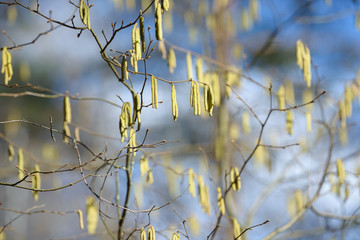Spring branch with earrings in spring sunny day. Tree branch in forest with hanging earrings. Springtime background