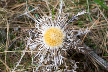closeup of a dry thistle in  a field