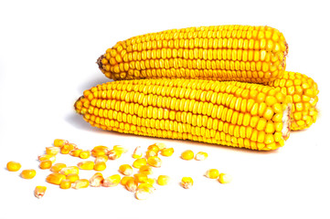Yellow corn on white background