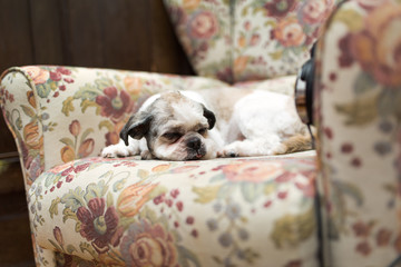 Cute Shih Tzu lying on the shabby chic chair with headphones and listening music 