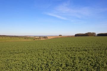 oilseed rape field and vale of york