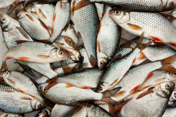 A lot of small fish, close-up