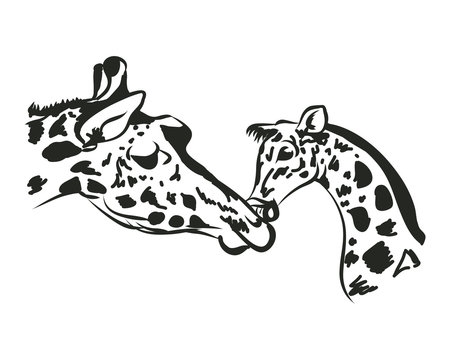 Mother giraffe and her cub. Pattern lines on white background, vector
