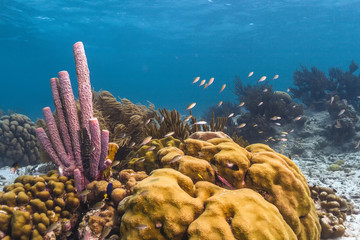 Aplysina archeri,stove-pipe sponge
