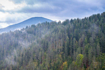 Rhodope Mountains forest 1