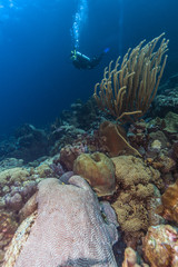 coral reef bonaire