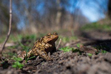 Close up on common frog in the forest, Europe