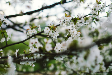 Trees bloom in the garden