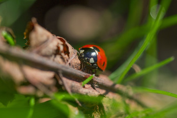 Crawling ladybug on a green meadow