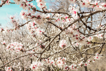 Almond trees in bloom in Spain