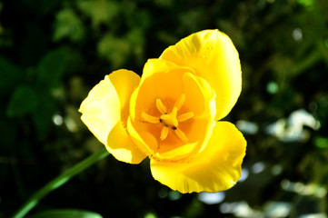 open yellow tulip, close up