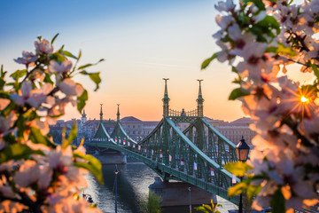 Fototapeta premium Budapeszt, Węgry - piękny most wolnościowy o wschodzie słońca z kwiatem wiśni i porannym słońcem. W Budapeszcie nadeszła wiosna.