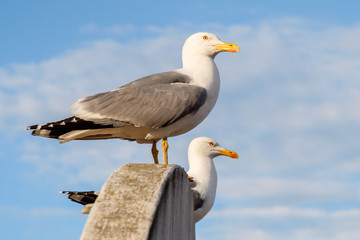 Sweat seagull couple 3