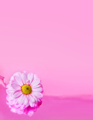 Daisy flowers  white on pink background. Blurred space for text © burnyipotok