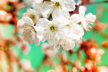 Spring cherry blossoms close up, white flower sunny day, against the sky