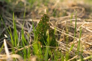 Dry leaf in the grass. Slovakia