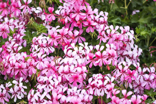 Pink geranium close up.