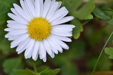 Fototapeta premium Daisy flower macro