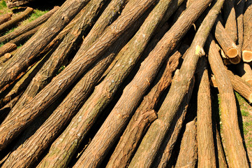 Cut acacia tree during a beautiful spring sunny day