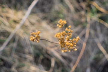 Dry plant in the grass. Slovakia