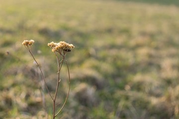 Dry plant in the grass. Slovakia