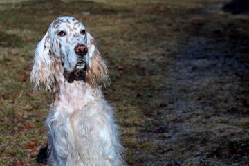 Vintage portrait of white stylish spotty dog english setter