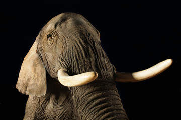 Afrikanischer Elefant als Studioaufnahme, Serie