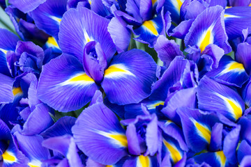 Blue flower irises