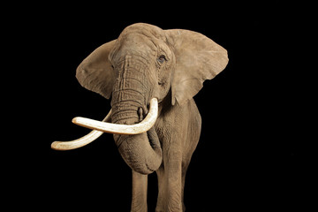 Afrikanischer Elefant als Studioaufnahme, Serie
