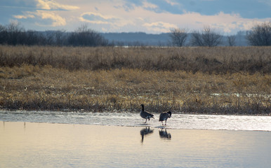 Obraz premium Canada Geese on ice reflected in water, Alberta, Canada