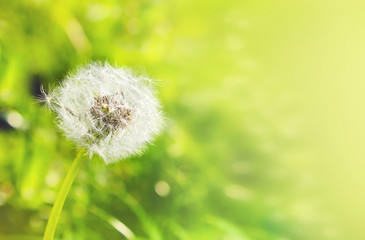 White dandelion on a green background with bokeh, banner for website. Blurred space for text