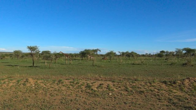 Африканские жирафы. Увлекательное сафари - путешествие по африканской саванне. Серенгети. Танзания.