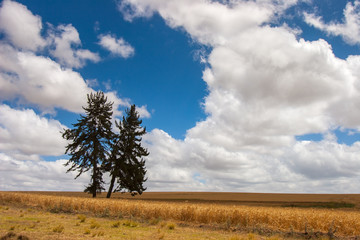 Obraz premium Trees grow in the field.