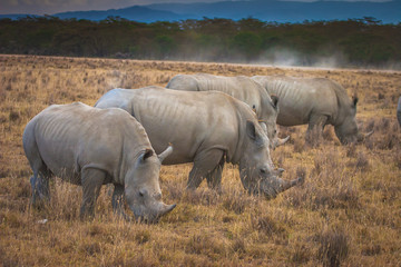 Rhinoceroses eat grass. Safari in Africa.