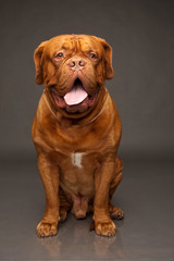 bordosskij dog. Red-haired dog. A dog of the Dog Mastiff.