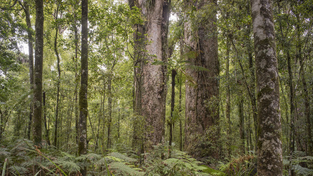 Trounson Kauri Park, New Zealand