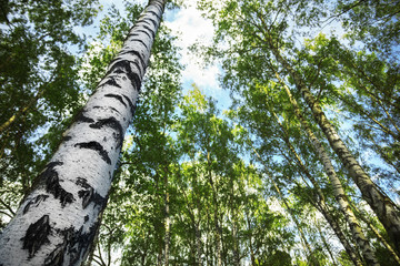 Fototapeta premium summer in sunny birch forest