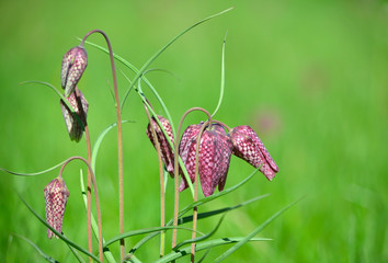 A Group of Snake's Head Fritillary flowers in meadow