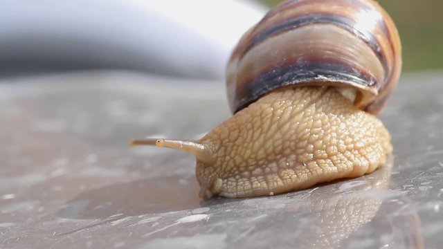 snail crawled out of the sink and looks around