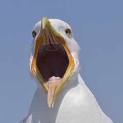 Closeup Yellow-legged Gull (Larus michahellis) view from front with the large open beak in the blue sky background in Italy © Christian Musat