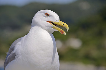 Closeup Yellow-legged Gull (Larus michahellis) with the open beak in Italy