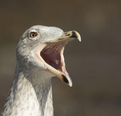 Fototapeta premium Herring gull