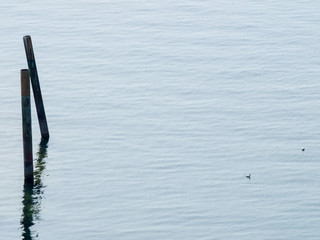 Wooden Poles in a Lake